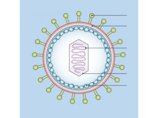 Ebola & Marburg Virus Detection  BioAssayPlus