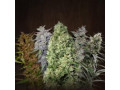a-beginners-guide-to-buying-marijuana-seeds-online-at-an-affordable-price-small-0