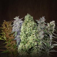 a-beginners-guide-to-buying-marijuana-seeds-online-at-an-affordable-price-big-0