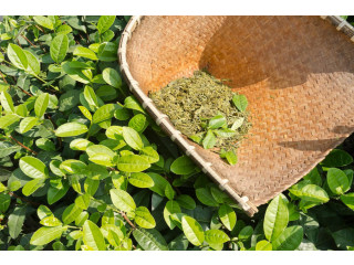 Green Tea Extract Manufacturers and Suppliers in India