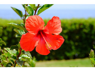 Best Hibiscus Extract Manufacturers and Suppliers in India