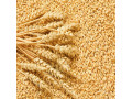 grano-duro-e-tenero-allingrosso-small-0