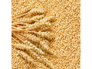 Grano duro e tenero all'ingrosso