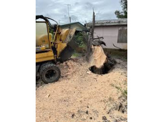 Expert Tree and Stump Removal Services in Gold Coast