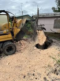 expert-tree-and-stump-removal-services-in-gold-coast-big-0