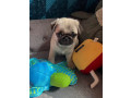 beautiful-pug-puppies-for-rehoming-small-1