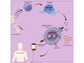 how-car-t-cell-therapy-works-for-multiple-myeloma-small-0
