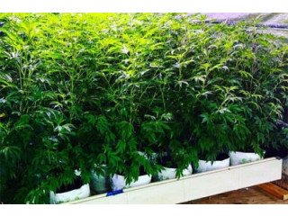RIOCOCO MMJs coco coir offers the best cannabis growing nutrients