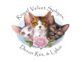 sphynx-kittens-near-me-small-0