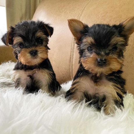 teacup-yorkie-puppies-for-adoption-big-0