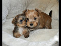 standard-yorkie-puppies-small-0