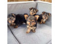 akc-registered-yorkishire-terrier-puppies-small-0