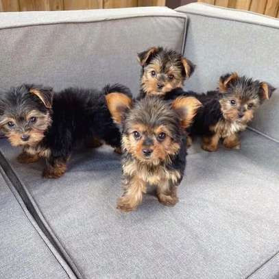 akc-registered-yorkishire-terrier-puppies-big-0