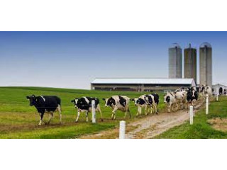 Maximize Your Dairy Assets with Rocky Mountain Appraisal!