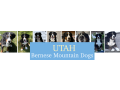 pet-supplies-near-me-utah-bernese-mountain-dogs-small-0