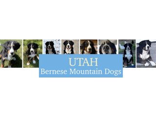 Pet supplies near me | Utah Bernese Mountain Dogs