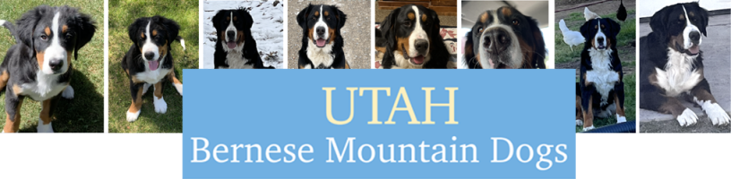 pet-supplies-near-me-utah-bernese-mountain-dogs-big-0