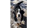 bernese-mountain-dogs-small-0