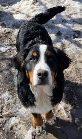 bernese-mountain-dogs-big-0