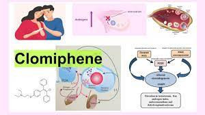 clomiphens-function-in-treating-ovarian-dysfunction-big-0