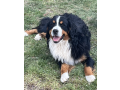 bernese-mountain-dogs-utah-small-0