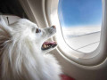 how-to-add-pet-to-united-flight-flyofinder-small-0
