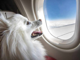 How to Add Pet to United Flight | FlyOfinder