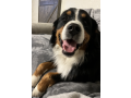 family-mountain-dogs-utah-small-0