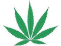 cannabis-laws-in-arizona-small-0