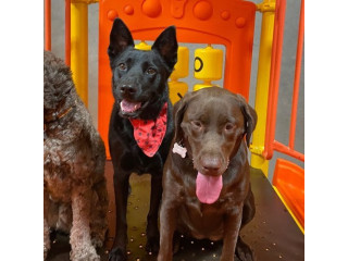 Board Your Pet For An Adventure At Dog Boarding Torrance CA