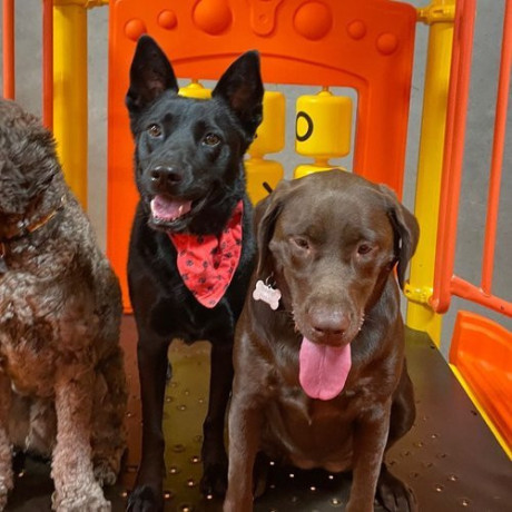 board-your-pet-for-an-adventure-at-dog-boarding-torrance-ca-big-0